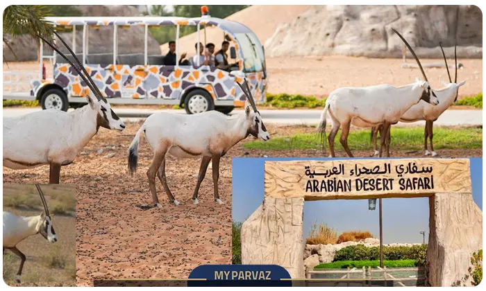 پارکهای سافاری معروف